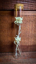 Fleurs edelweiss edelweiss d'occasion  Riez
