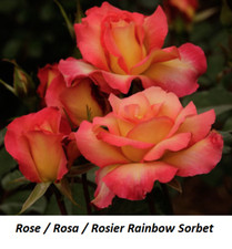 Semente Rosier Rainbow Sorbet Rosa Rose Bush Laranja Sementes Vence 2006 All America Presente comprar usado  Enviando para Brazil