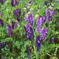 Hairy vetch cover for sale  Brentwood