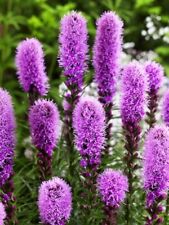 100 liatris spicata gebraucht kaufen  Versand nach Germany
