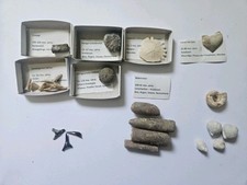 Konvolut fossilien hauptsächl gebraucht kaufen  Jößnitz