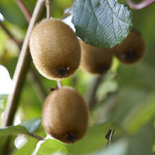 Kiwi fruit plant for sale  PETERBOROUGH