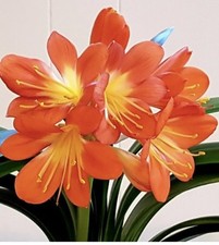 1xclivia beautiful healthy for sale  PAIGNTON