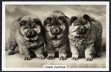 CHOW CHOW CACHORROS PERROS DE SERVICIO SENIOR SERIE 1939 TARJETA DE CIGARRILLO PARA PERROS #31 segunda mano  Embacar hacia Argentina