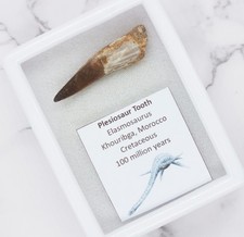 Plesiosaur tooth reptile for sale  DORKING