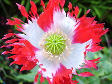 Mohn schlafmohn danish gebraucht kaufen  Versand nach Germany