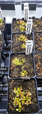Venus flytrap cccp for sale  Lorton