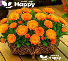 Orange pot marigold for sale  DONCASTER