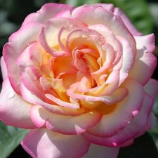 heckenrose gebraucht kaufen heckenrose gebraucht kaufen Elmshorn