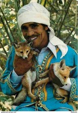 Animaux renards tunisie d'occasion  Fruges