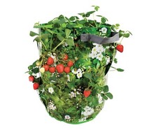 Vaso sacco per usato  Torricella in Sabina