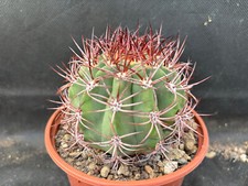 Denmoza rodacantha cactus usato  Massafra