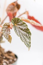 Begonia benigo pink for sale  Brooklyn
