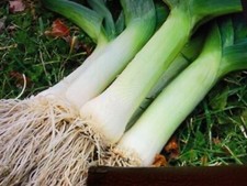 Musselburgh leek seedling for sale  STANFORD-LE-HOPE