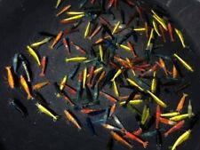 Neo caridina esemplari usato  Concesio