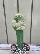 Acanthocalycium spiniflorum cr for sale  Homestead