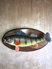 Taxidermy perch 1979 for sale  East Windsor