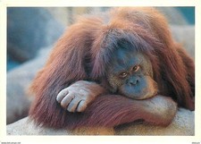 Animaux singes collection d'occasion  Fruges