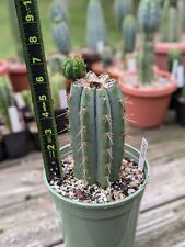 Echinopsis cactus ss01 for sale  Akron