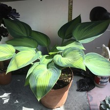 hostas for sale hostas for sale UK