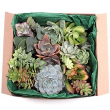 Large assorted types for sale  Honea Path