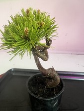 Dwarf mugo pine for sale  Grove City