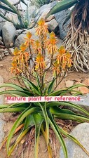 Aloe lukeana rare for sale  Carlsbad