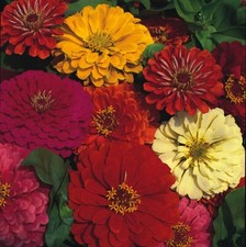 Zinnia dahlia flowered for sale  MARCH