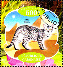 Tier katze haustier gebraucht kaufen  Unna