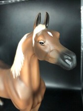 Northern rose arabian for sale  Wheat Ridge