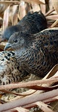 Black button quail for sale  West Palm Beach