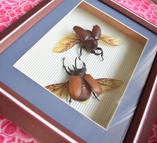 Letztes stück ausverkaufsprei gebraucht kaufen Letztes stück ausverkaufsprei gebraucht kaufen  Frankfurt am Main