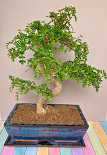 Rare japanese pepper gebraucht kaufen  Burglengenfeld