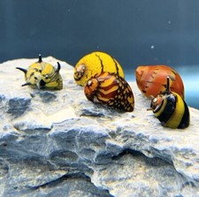 Premium nerite snails for sale  North Arlington