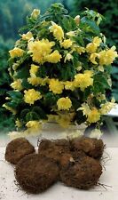 Yellow pendula begonia for sale  ALFRETON