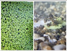 Bladder snails 500 for sale  BRISTOL
