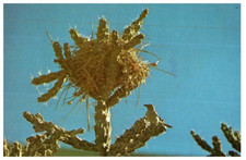 Postal De Cactus Cholla Seco Con Nido De Cernícalo De Cactus Publicada En 1978 comprar usado  Enviando para Brazil