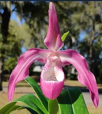 Phragmipedium incan treasure for sale  Daly City