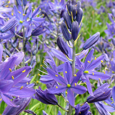 Camassia quamash mixed for sale Camassia quamash mixed for sale  UK
