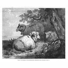 George morland sheep for sale  GLASGOW