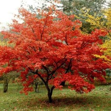 Acer ginnala acero usato  Sonnino