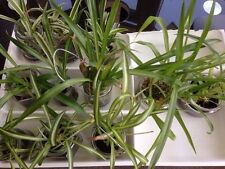 Spider plants airplane for sale  Sacramento