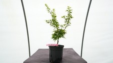 Acer palmatum lady for sale  Hendersonville