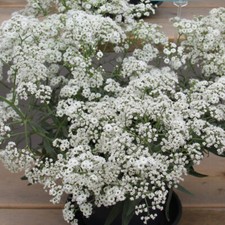 Gypsophila starflakes plant. for sale  LLANDYSUL
