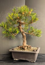 Bonsai pino silvestre usato  Lodi Vecchio