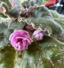 African violet rose for sale  Palm Coast