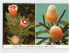 Pocztówka Protea Kwiaty w Kula Ogrody Botaniczne Maui Kula Hawaje USA na sprzedaż  Wysyłka do Poland