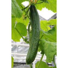 Cucumber tasty green for sale  LLANDYSUL