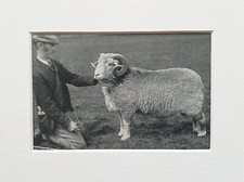 Herdwick ram sheep for sale  NORWICH