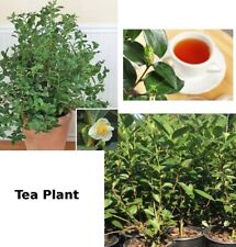 Tea plant pot for sale  Danielson